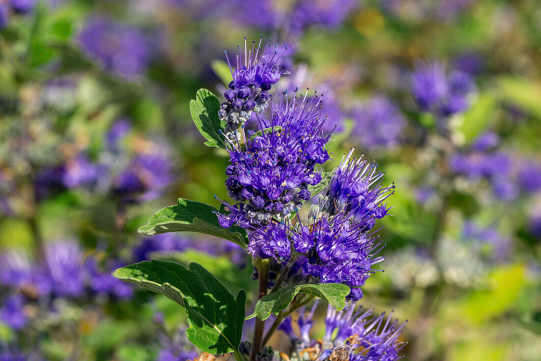 Bartblume (Caryopteris clandonensis) im herbstlichen Garten