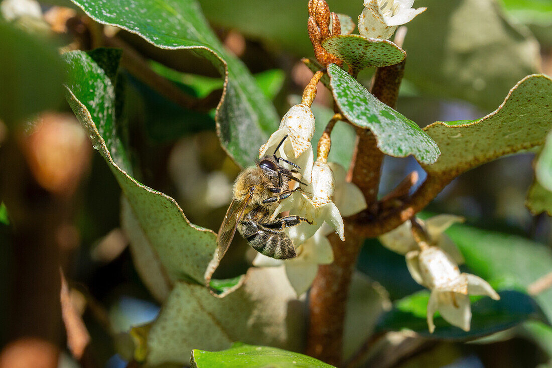 Biene an Blüten der Ölweide (Elaeagnus) im Garten