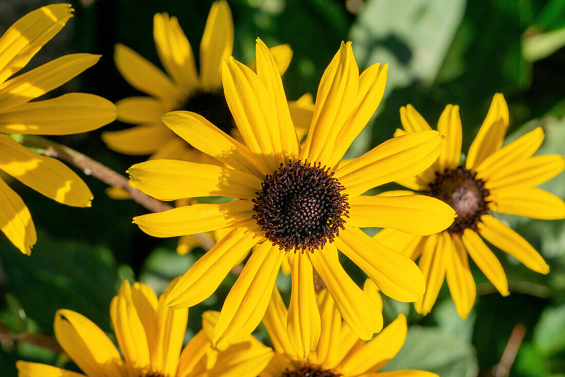 Gelber Sonnenhut (Echinacea) im Sommer, Portrait