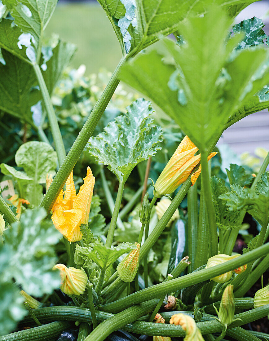 Zucchinipflanzen mit Blüten