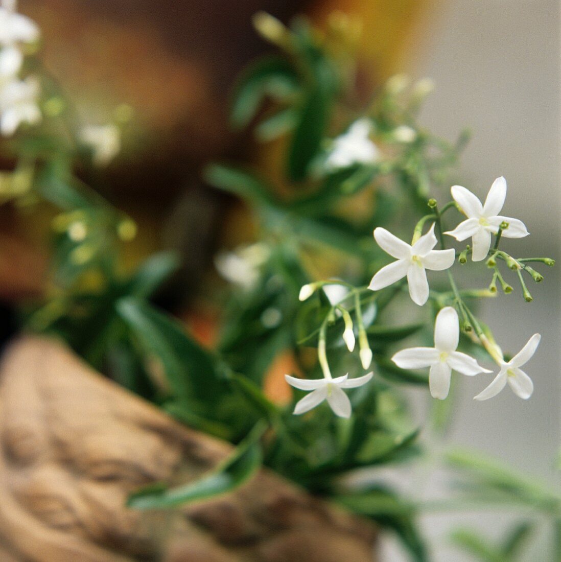 Blühender Jasmin (Jasminum officin., Heilpflanze für Öl, Tee)