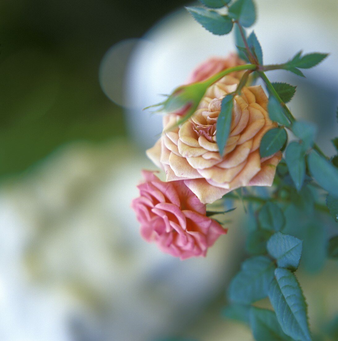 Flowering dwarf rose