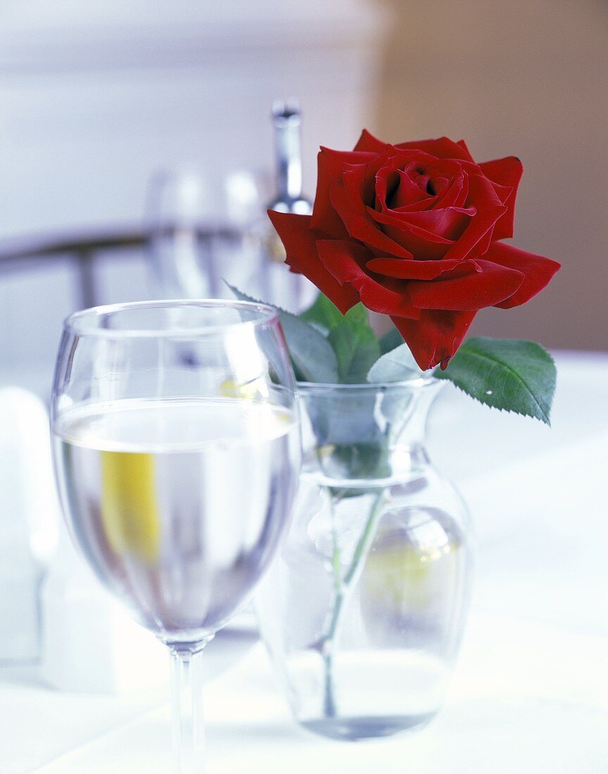 Rote Samt-Rose und ein Glas Wasser auf gedecktem Tisch