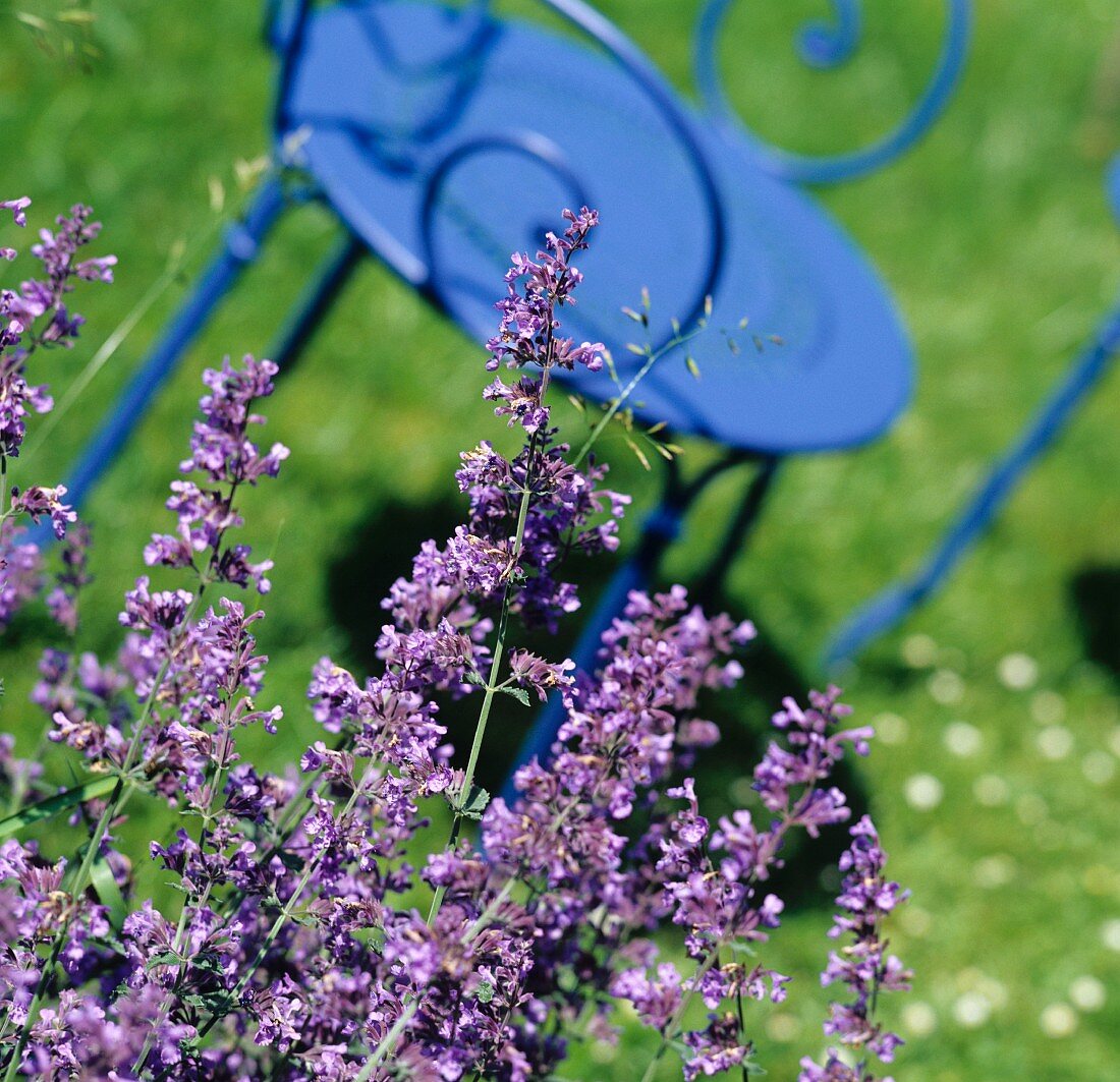 Echte bzw. Gewöhnliche Katzenminze (Nepeta cataria) im Garten