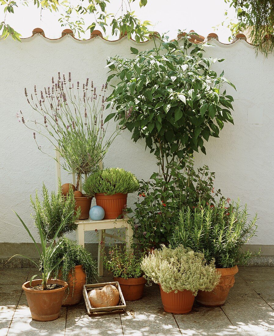 Herbs in terracotta pots in front of garden wall