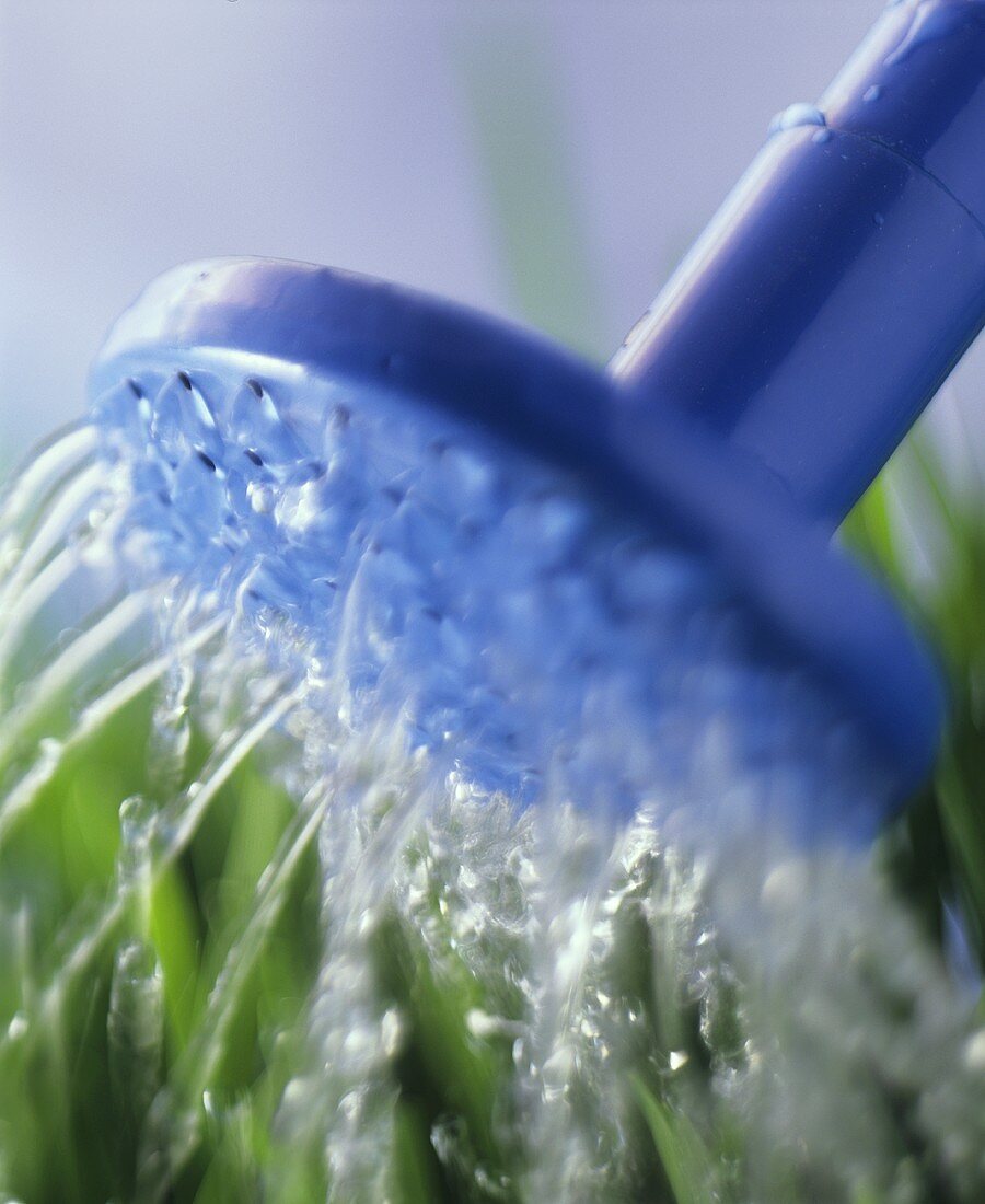 Watering lawn with blue watering can