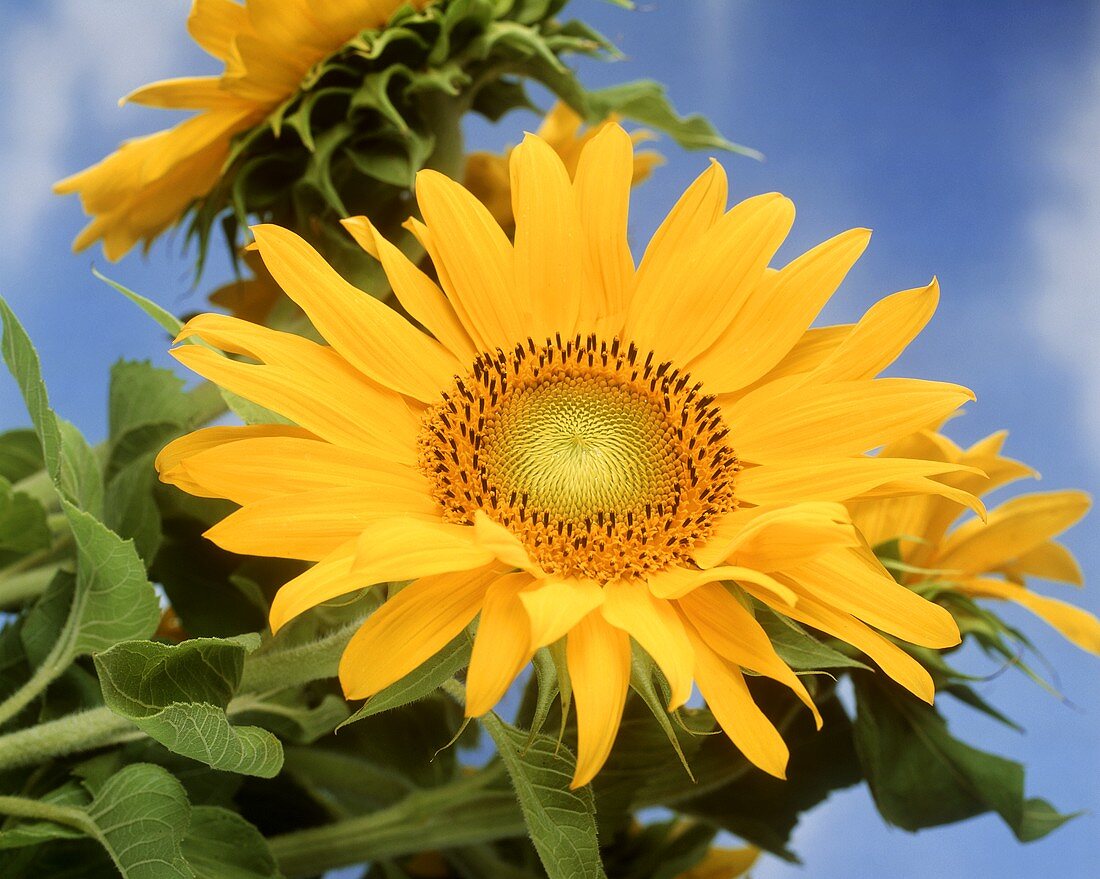 Sunflowers