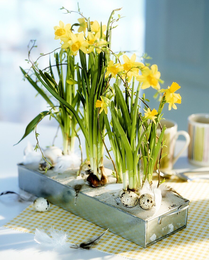 Narcissi with quail's eggs and feathers as table decoration