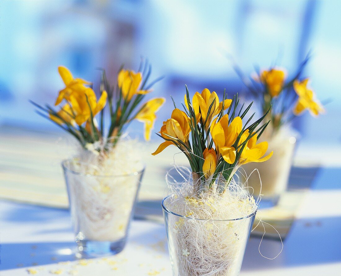 Crocuses in glasses as table decoration