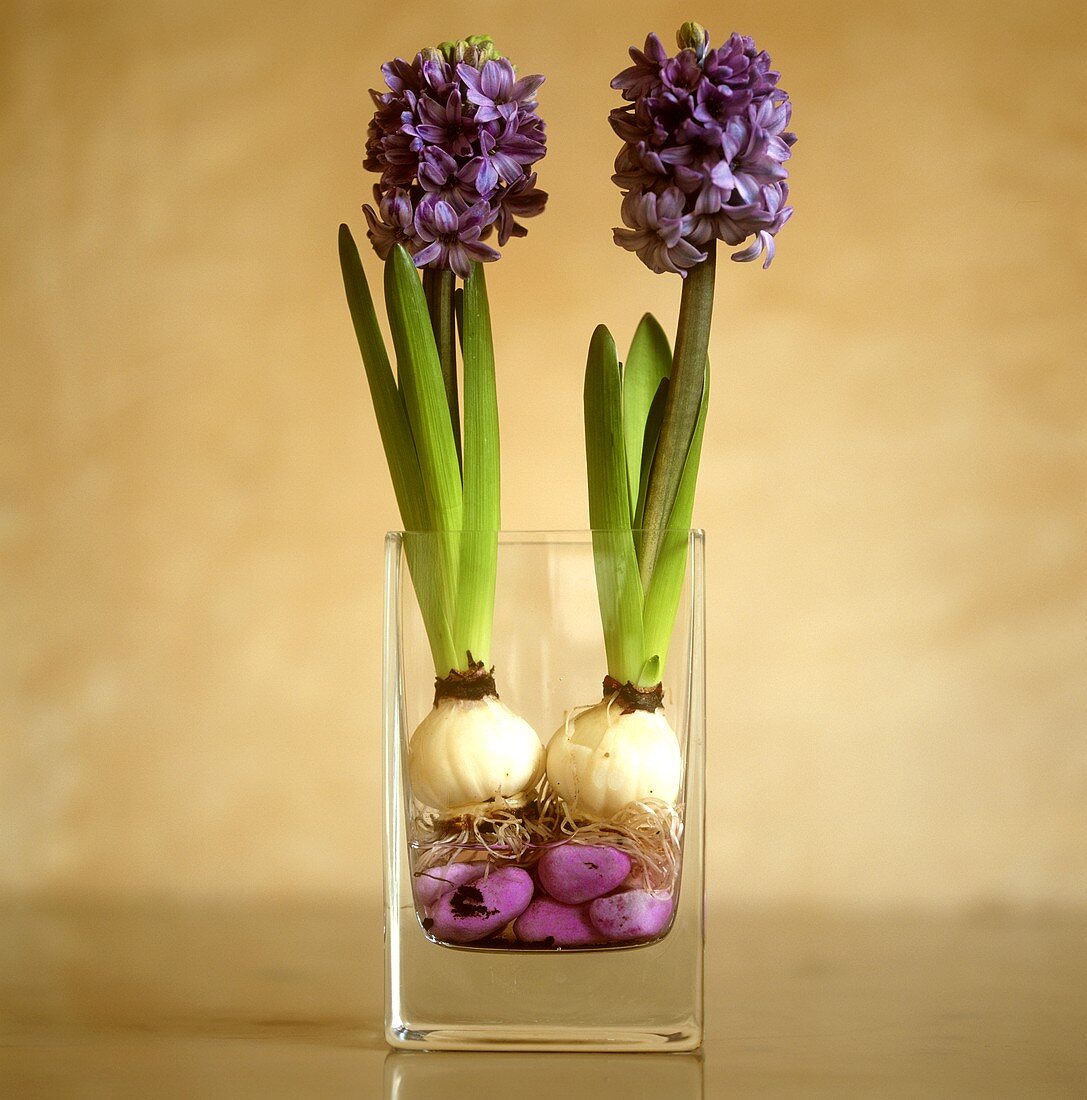 Hyazinthen mit violetten Steinen im Glas