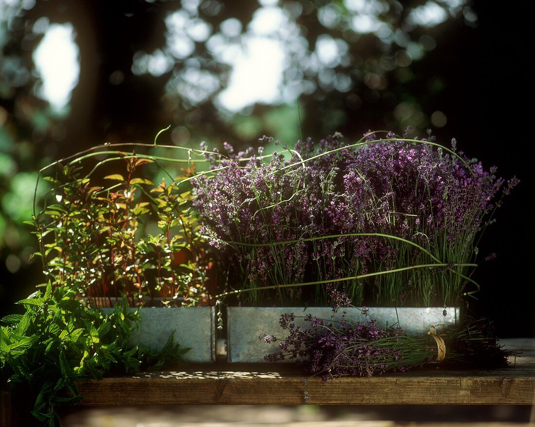 Lavender and mint in window boxes