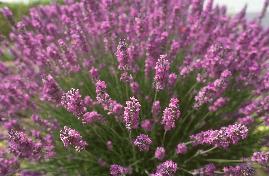 Flowering lavender plant in open air (close-up)