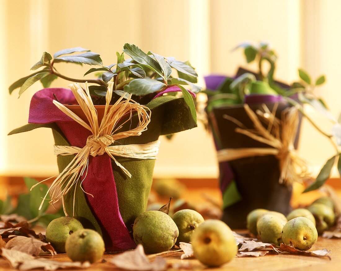 Autumnal table decoration with flowerpots and small pears