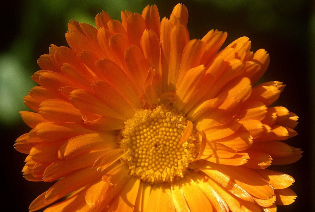 Marigold flower (Calendula)