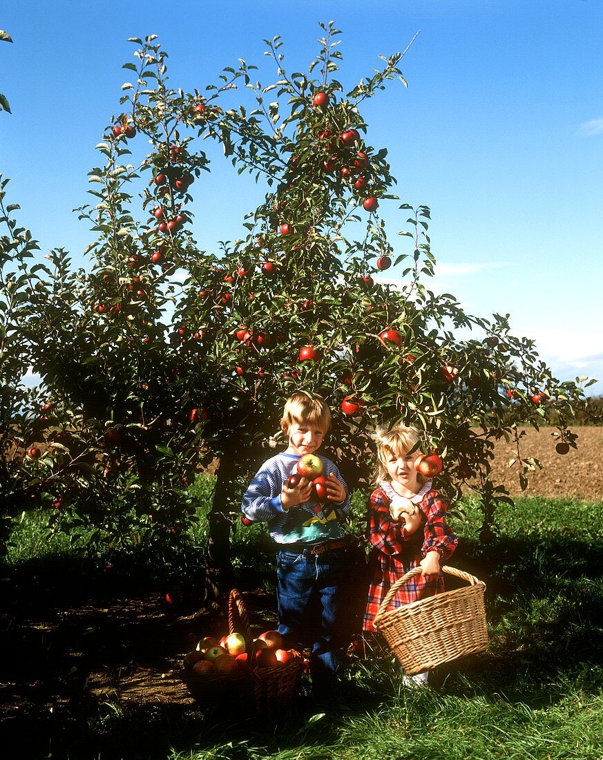 Zwei Kinder mit Äpfeln unterm Apfelbaum
