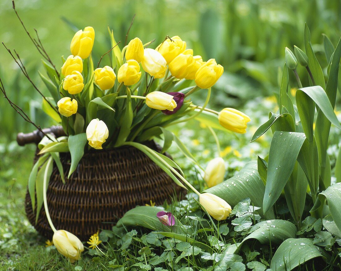 Bunch of yellow tulips in a basket in garden