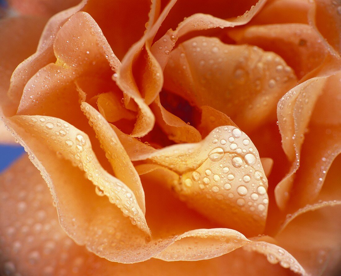 Rose mit Wassertropfen (Nahaufnahme)