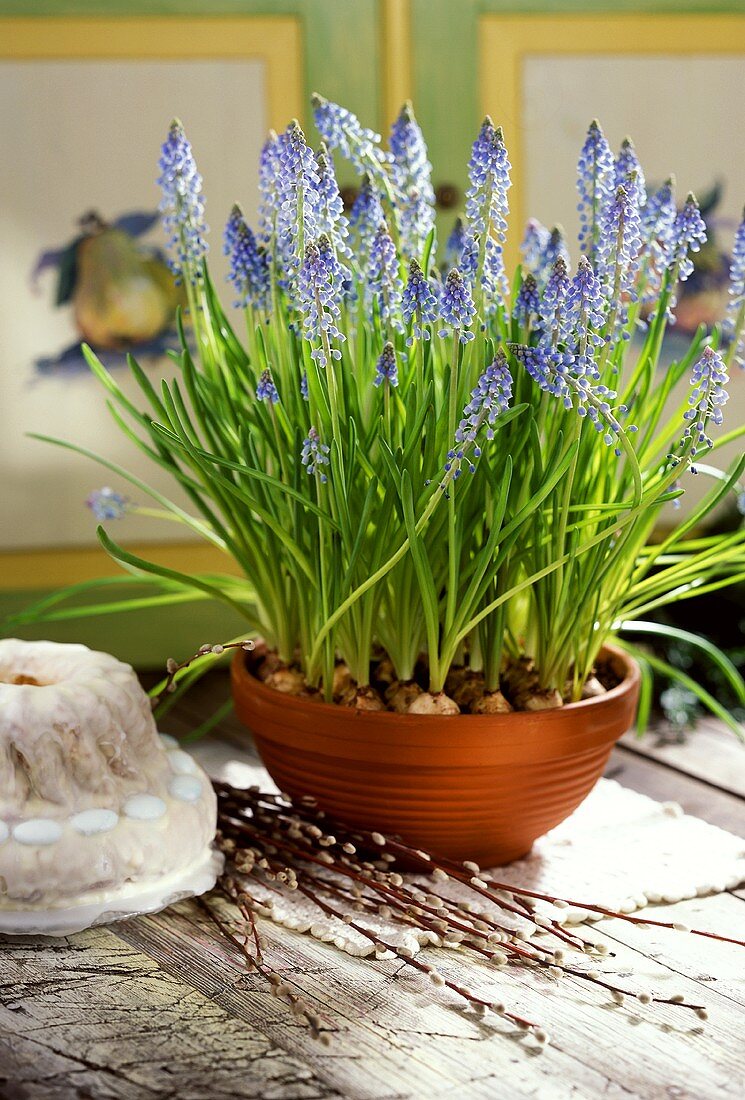 Grape hyacinths