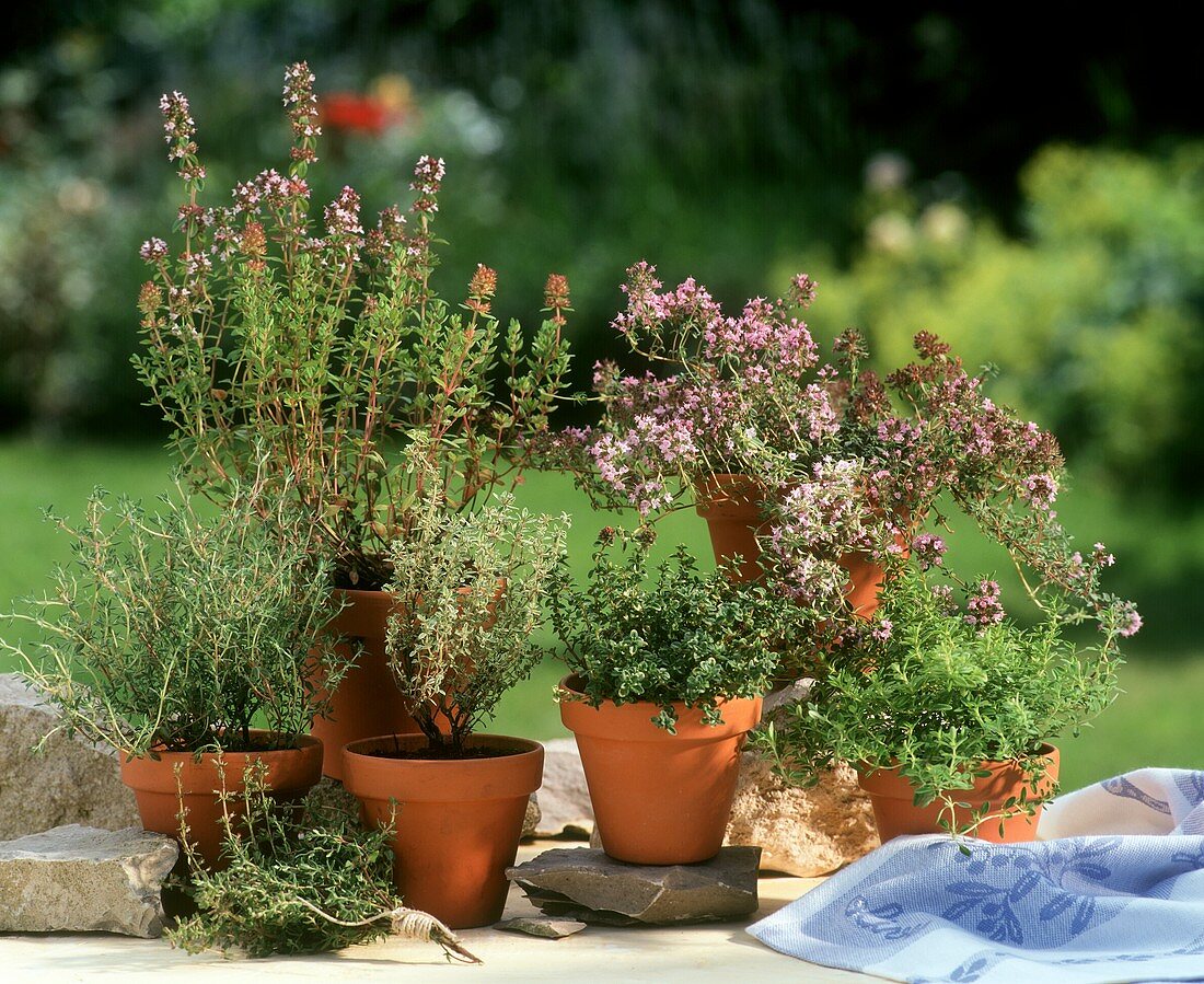 Various types of thyme in pots
