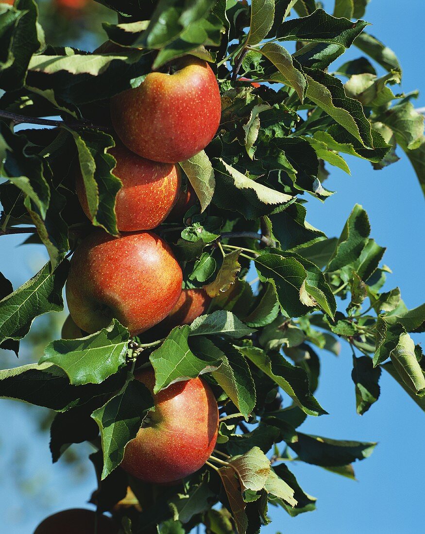 Idared apples on the tree