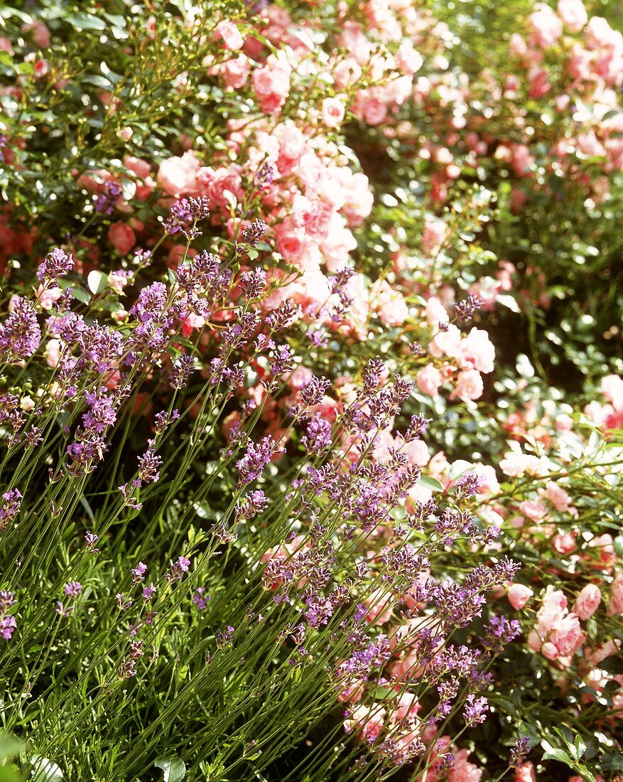 Blühender Lavendel im Garten vor Rosensträuchern