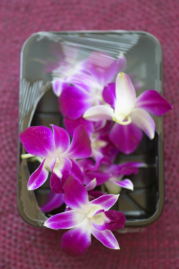 Lila Orchideenblüten in einer Schale mit Plastik