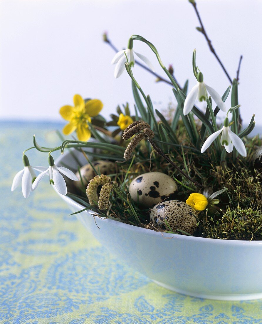 Easter nest with snowdrops and quail's eggs
