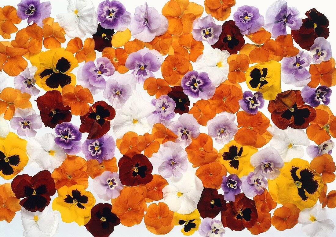 Different-coloured pansies