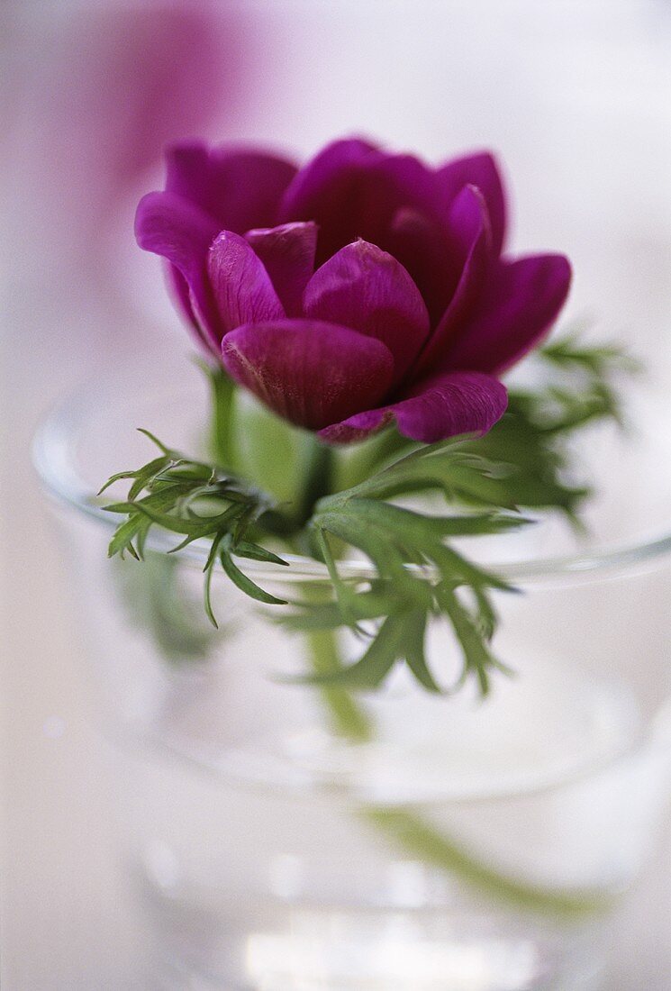 Anemone in glass