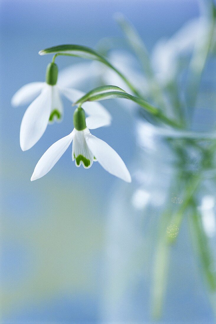 Snowdrops in glass