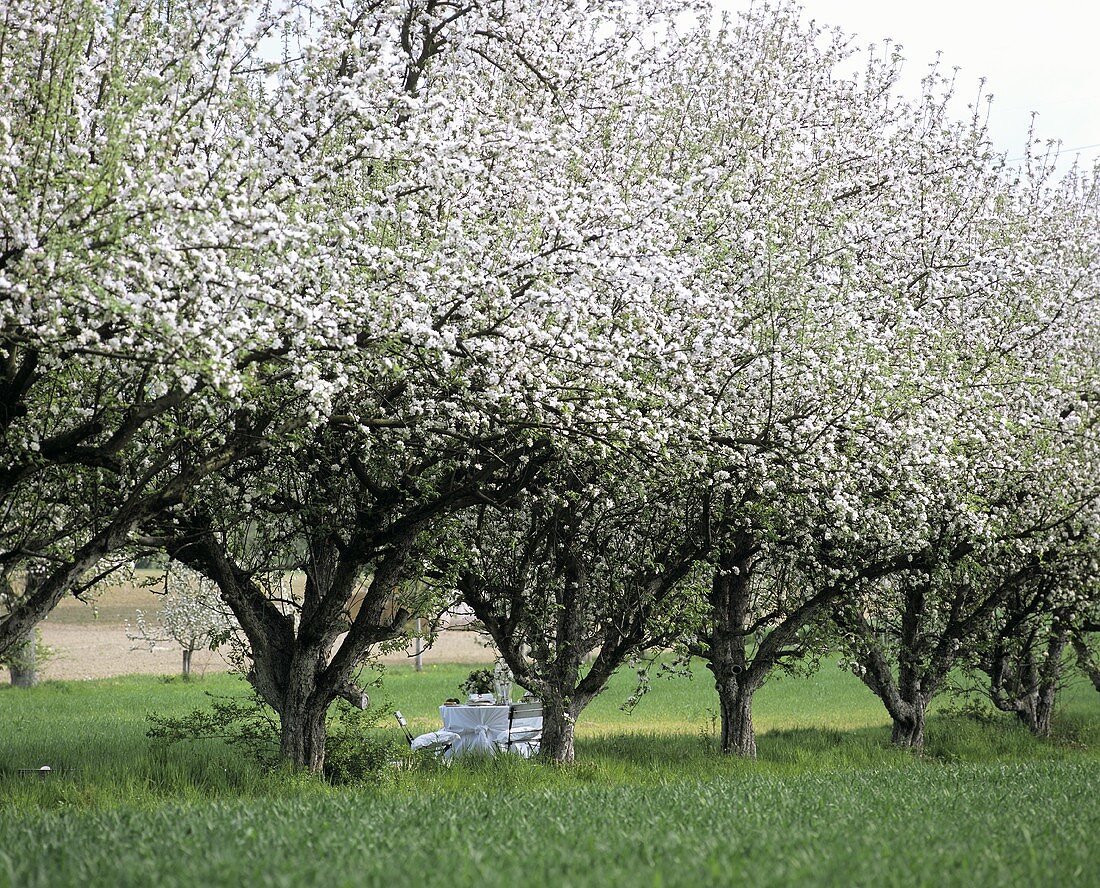 Gedeckter Tisch unter blühenden Apfelbäumen