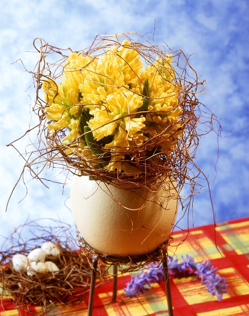 Yellow hyacinths in a 'nest'