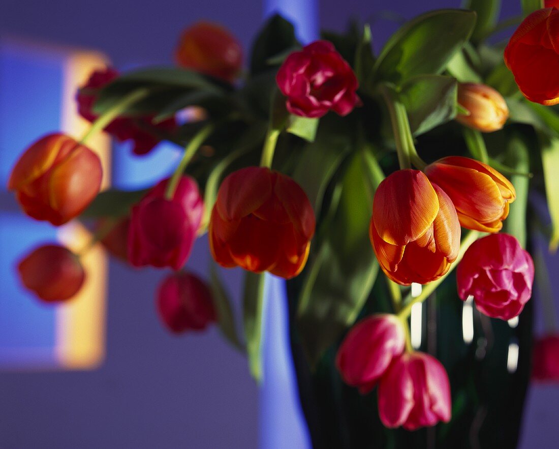 Bouquet of tulips, close-up
