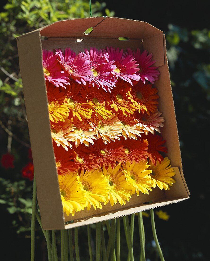 Different coloured gerberas in packaging