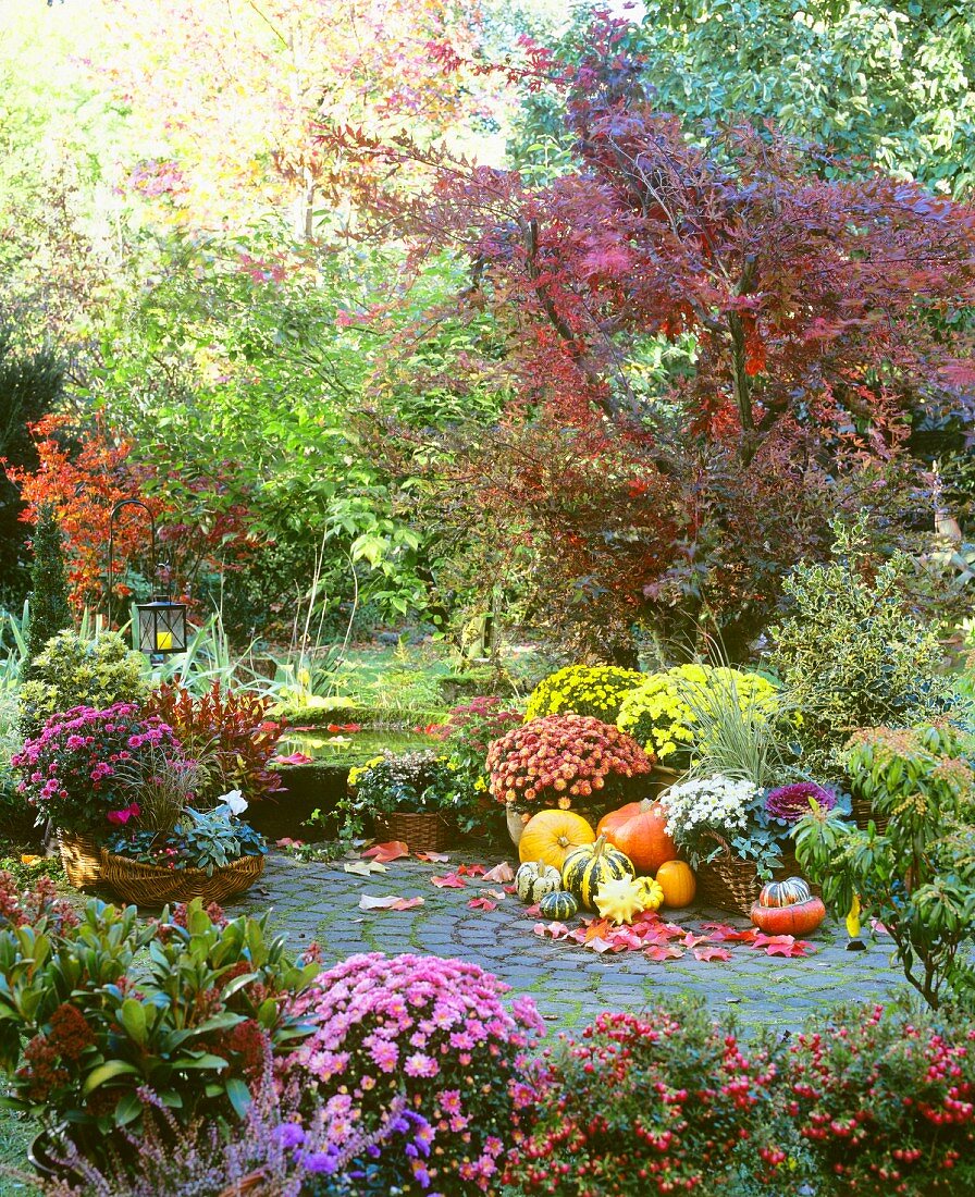 Autumn in garden with pumpkins and chrysanthemums