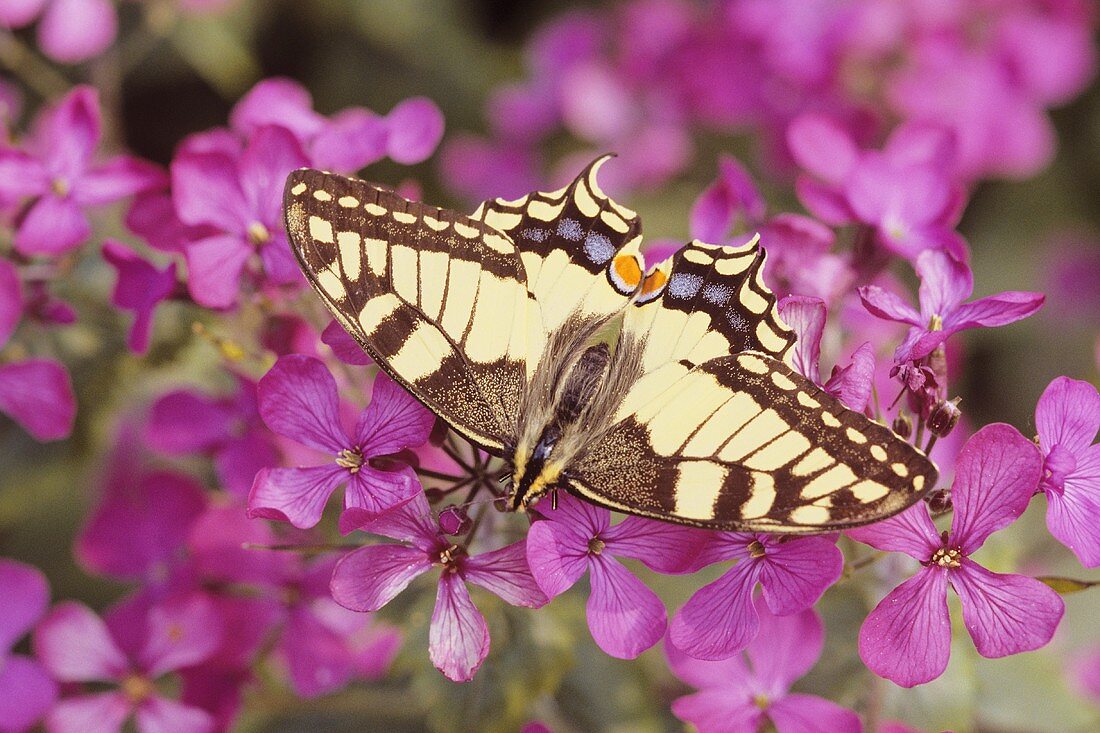 Schmetterling in Phloxblüten