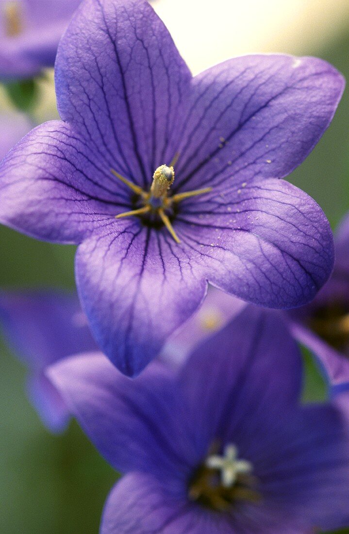 Bluebell; close-up