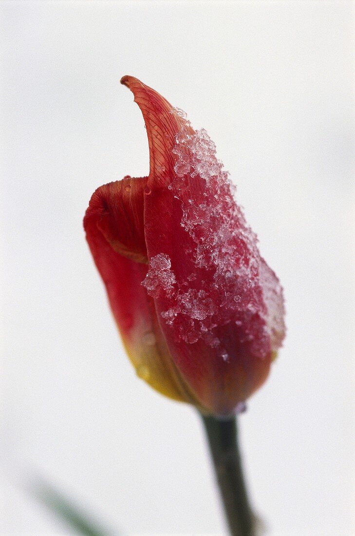 Rote Tulpenblüte mit Schnee