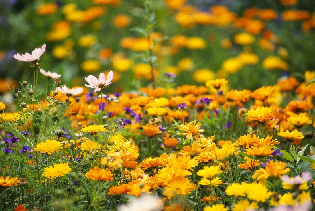 Marigolds in garden
