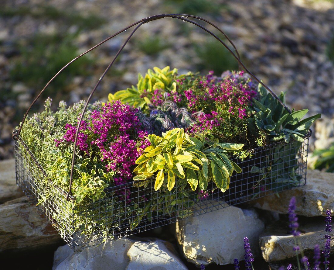 Wire basket of various herbs