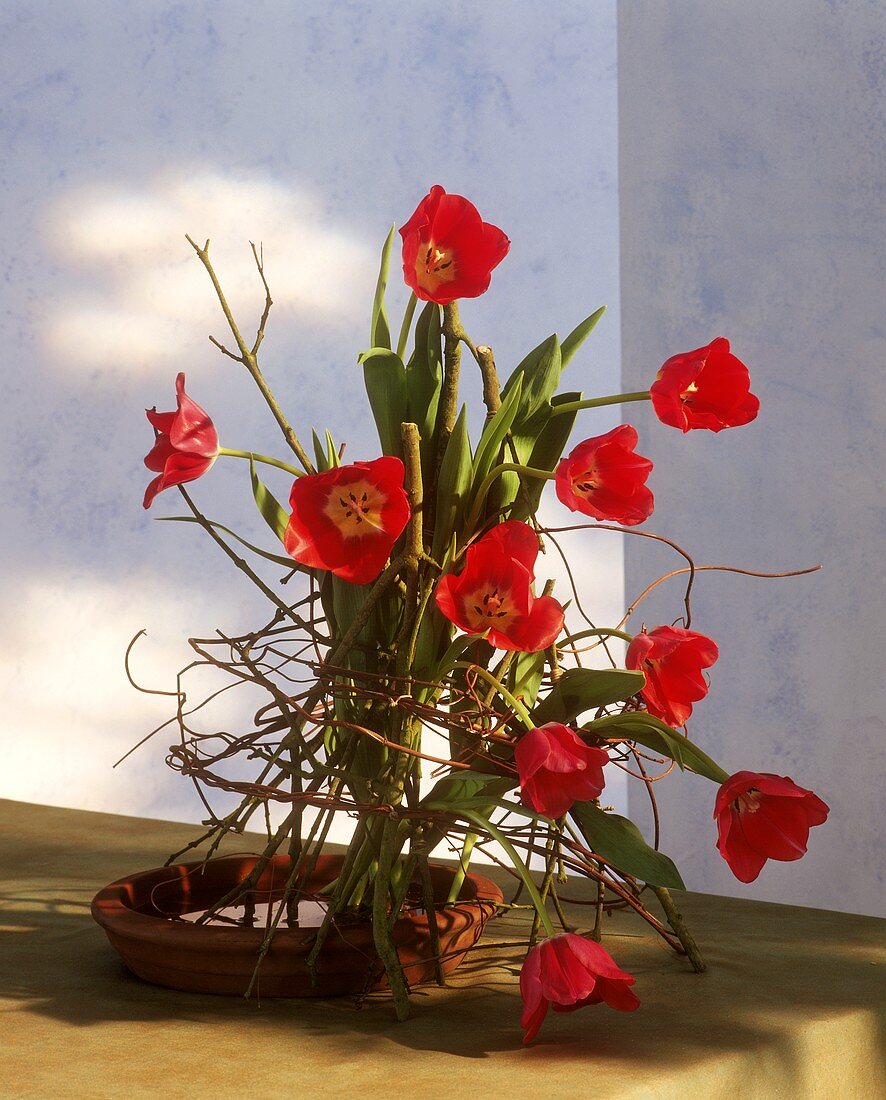 Tulips with trailing foliage standing in terracotta plate