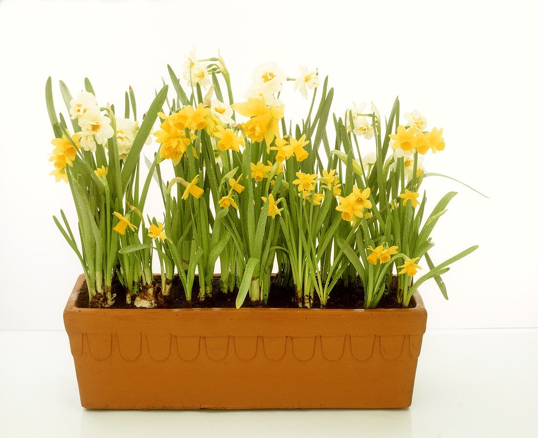 Plant containers with spring flowers and willow