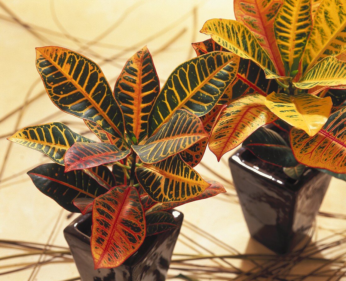 Colourful croton