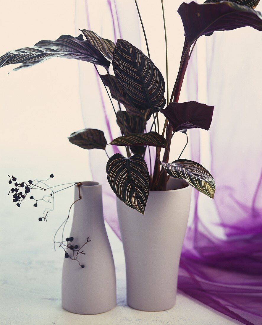 Marante mit schöner Blattzeichnung in weisser Vase