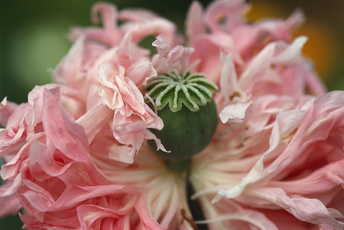 Gefüllte rosa Mohnblüte (Mohnkapsel sichtbar)