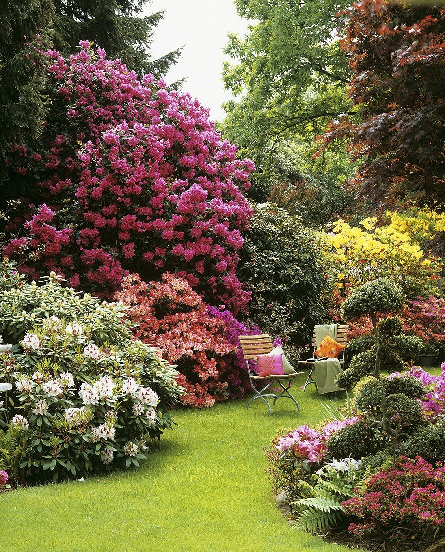 Garden chairs among flowering rhododendrons and azaleas