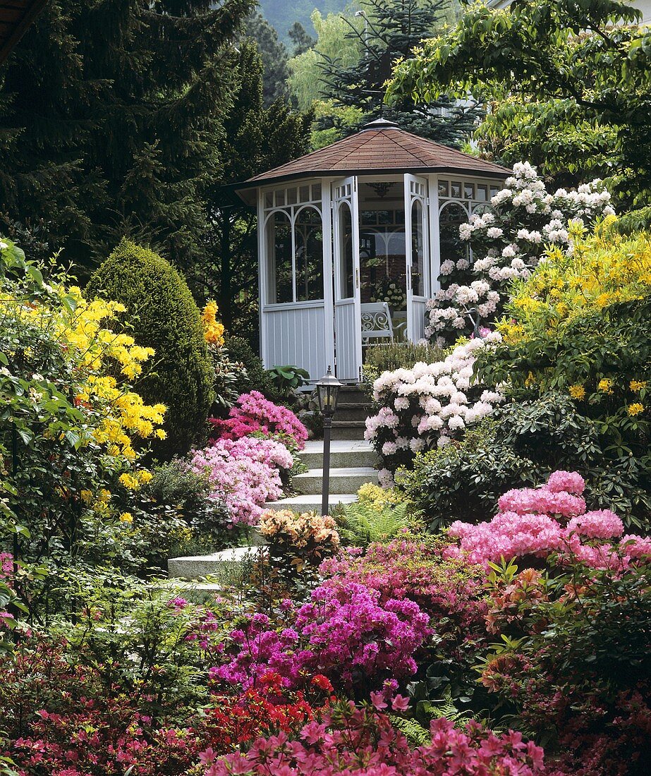 Luxuriant, old-English style garden with rhododendrons and azaleas on steps leading to a summer house