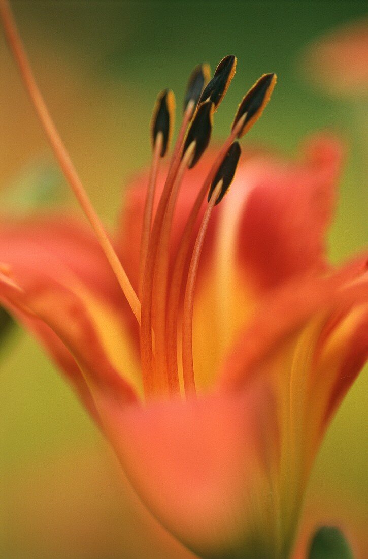 Orangefarbene Lilienblüte in der Nahaufnahme