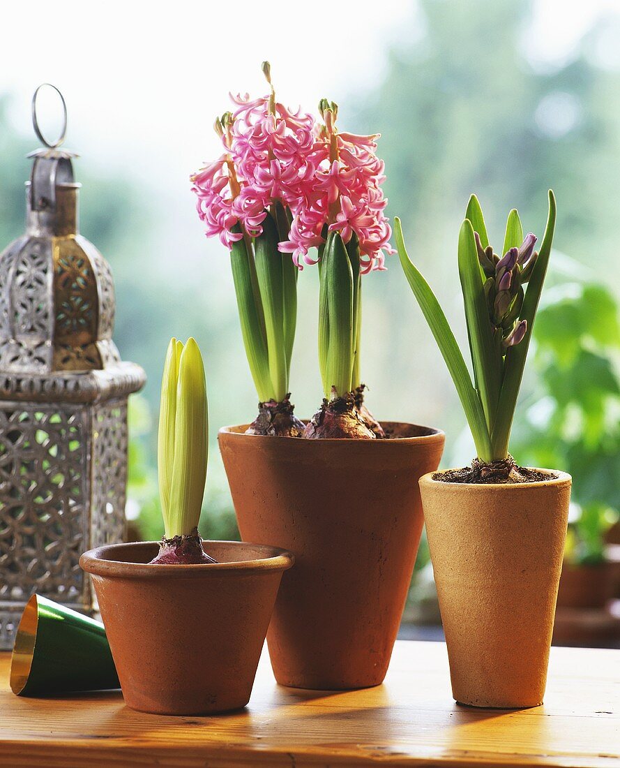 Flowering hyacinths in terracotta pots