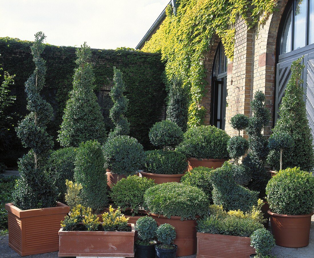 Topiary box trees of various shapes in terracotta pots